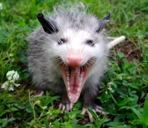 Opossum hiss