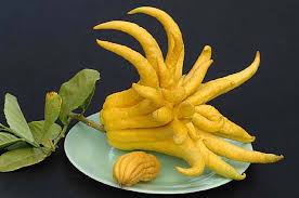 buddhas hand